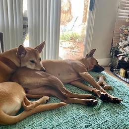 Vietnamese Phu Quoc Ridgeback All Grown Up from Blue Velocity Ridgebacks