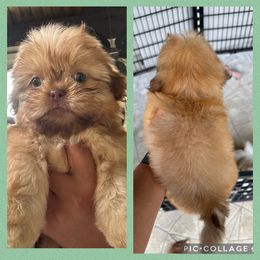 Colt - Liver male Shih Tzu puppy in Conroe, Texas from Texas Shih tzu crew Shih Tzus