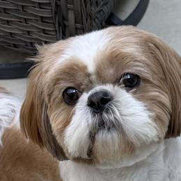 Sophie - Shih Tzu