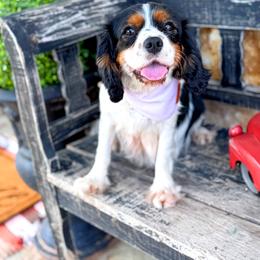 Tipsy - Cavalier King Charles Spaniel