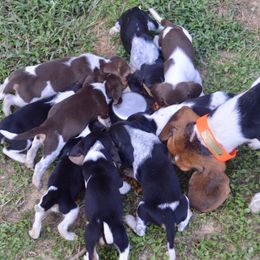 Beagle, Jack Russell Terrier, and Russell Terrier Puppies from Mountain Top