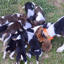 Beagle, Jack Russell Terrier, and Russell Terrier Puppies from Mountain Top