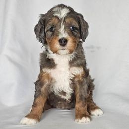 Caddy - Blue merle female Bernedoodle puppy in Glenford, Ohio from Mi-De Doodles
