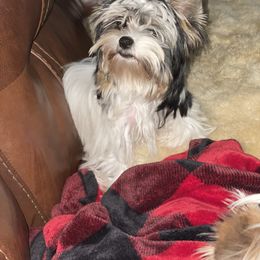 Biewer Terrier and Yorkshire Terrier Puppies from York Town California