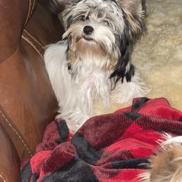 Biewer Terrier and Yorkshire Terrier Puppies from York Town California