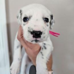 Polly Pocket - White and black female Dalmatian puppy in Gray, Georgia from Fuller Spots