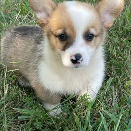Caleb - Red male Pembroke Welsh Corgi puppy in Mount Carmel, Tennessee from Hidden View Farm