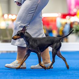 Magic - Manchester Terrier