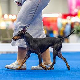 Magic - Manchester Terrier