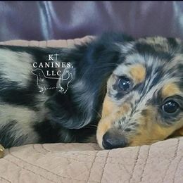 Heaven - Dachshund