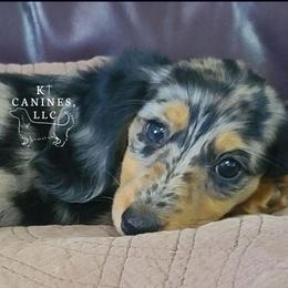 Heaven - Dachshund