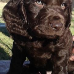 Boykin Spaniels from Sunstar Kennel