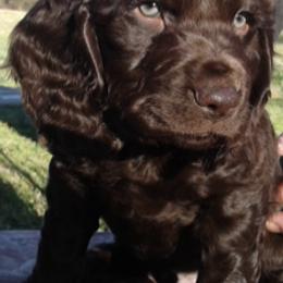 Boykin Spaniels from Sunstar Kennel