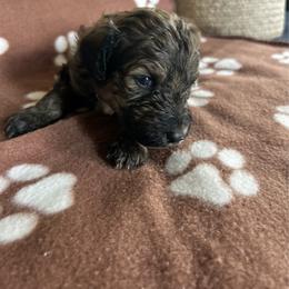 Lavender - Sable female Bernedoodle puppy in Riverside, California from Wimbledon Bernedoodles