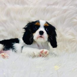 Cavalier King Charles Spaniel and Cavapoo Puppies from Northern’s Cute Cuddly Cava Poos and Cavaliers