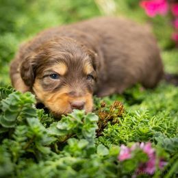 Maple - Red tri-color female Aussiedoodle puppy in Grants Pass, Oregon from Woodwind Miniatures