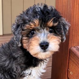 Cloud - Merle male Cavapoo puppy in Austin, Texas from Doodles of Central Texas