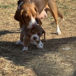 Beagle Puppies from Hales Little Beagle Haven