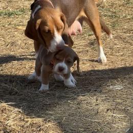 Beagle Puppies from Hales Little Beagle Haven
