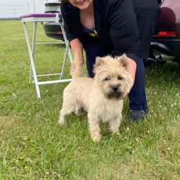 Elrond - Cream male Cairn Terrier puppy in Rockford, Illinois from Fae Hallow
