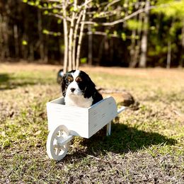 Cavalier King Charles Spaniel Puppies from Ohana Cavalier King Charles Spaniels