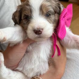 Pink - Chocolate merle female Bernedoodle puppy in Curtice, Ohio from The Pink Doghouse