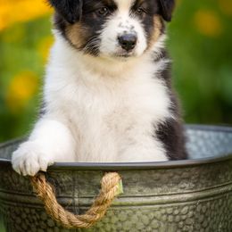 Boy 7 - Black tri-color male Australian Shepherd puppy in Mattawan, Michigan from EarlyUp Australian Shepherds
