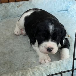 English Springer Spaniel Puppies from Juanita’s Springers