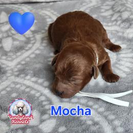 Mocha - Red  male Poodle puppy in Hoagland, Indiana from Kandyland Kennels