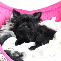 Bos - Yorkshire Terrier