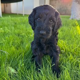 Goldendoodle Puppies from Wrigley's Doodles