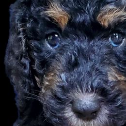 Atticus - Poodle puppy in Manchester, Missouri from Perfect Poodles and Doodles LLC