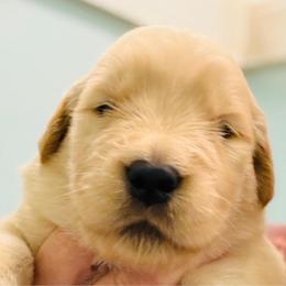 Gladus - Golden female Golden Retriever puppy in Saint Pauls, North Carolina from Copperfield’s Goldens