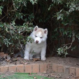 Shiba Inu and Siberian Husky Puppies from Mirage Siberians