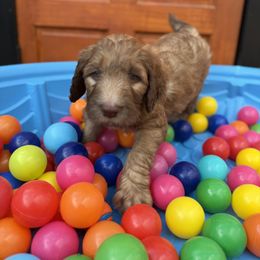 Navy - Sable male Saint Berdoodle puppy in Chicago, Illinois from Gentle Giant Saint Berdoodles