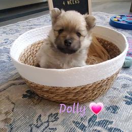 Dolly - Cream sable female Pomeranian puppy in Saint Charles, Missouri from Bisous Pomeranians & Heartland Sh