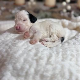 Red Collar - Snoopy - Black and white male Sheepadoodle puppy in Indiahoma, Oklahoma from Farm Fresh Doodles