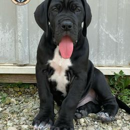 Black Cat - Black male Great Dane puppy in White City, Kansas from Southwind Great Danes