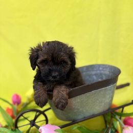 CP3 purple - Sable Schnoodle puppy in Benson, North Carolina from A Bundle of Love
