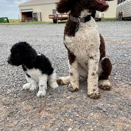 Poodle All Grown Up from Di’s Parti Poodles