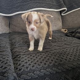 Miniature Australian Shepherd Puppies from Hadden's Aussies