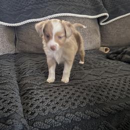 Miniature Australian Shepherd Puppies from Hadden's Aussies