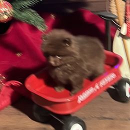 Chocolate Chip - Chocolate male Pomeranian puppy in Sulphur Springs, Texas from Johnny's Pets