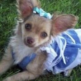 Chihuahuas from Dawn Reitzel's Chihuahuas
