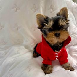 Prince - Black and tan male Yorkshire Terrier puppy in Seattle, Washington from 🎀 Yorkies Boutique Babydolls 🎀