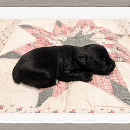 Keith - Black male Miniature Schnauzer puppy in Summerfield, Florida from M & M Schnauzers