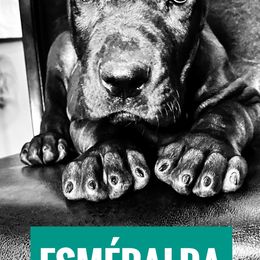 Doberman Pinschers and Great Danes from Von Schaaf Haus DuPree