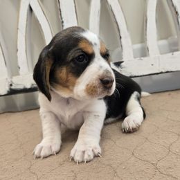 Pink - Black red and white female Beagle puppy in Henefer, Utah from Lazy G Kennels
