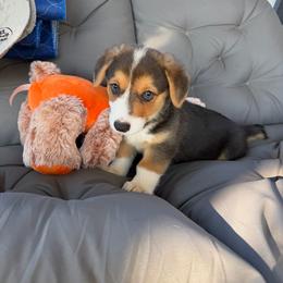 Blue - Black and tan male Pembroke Welsh Corgi puppy in Dobson, North Carolina from Clover S Farm