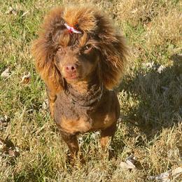 Maddie - Poodle